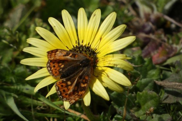 MARIPOSA